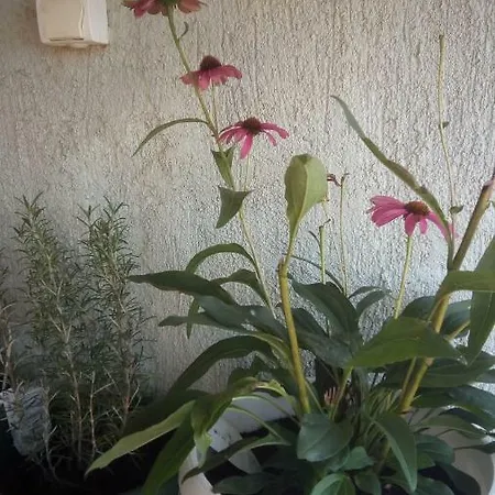 Butterfly - For Rest And Relaxation