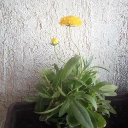 Butterfly - For Rest And Relaxation ספליט