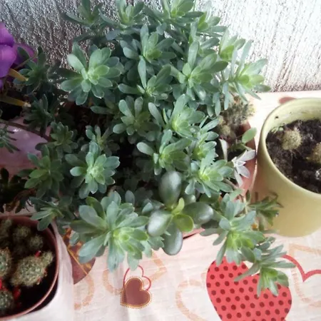 Butterfly - For Rest And Relaxation דירה